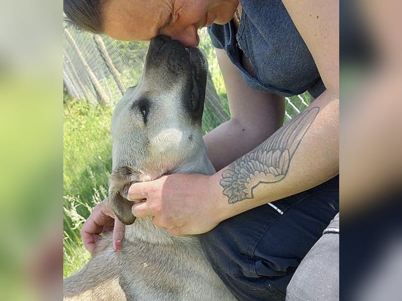 Traumhafte Hündin sucht ein Zuhause