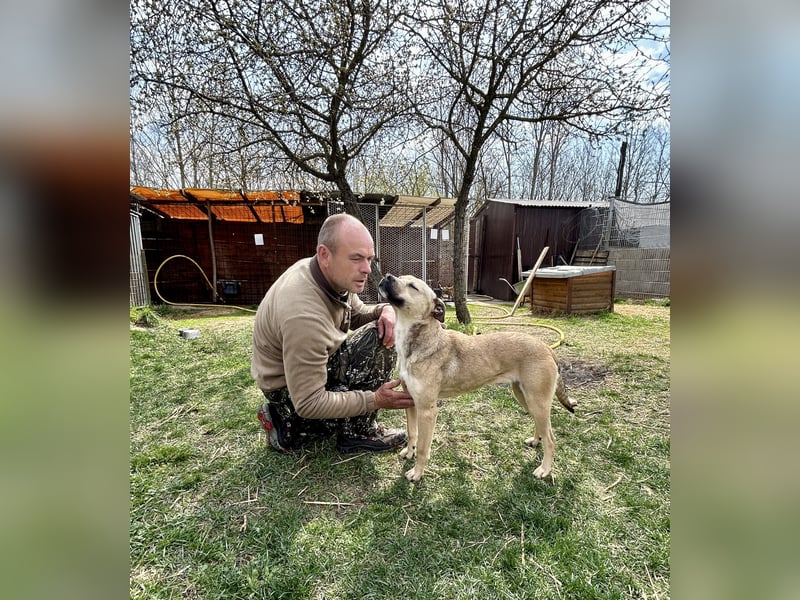 Wundervolle Hündin Csuti sucht ein Zuhause.