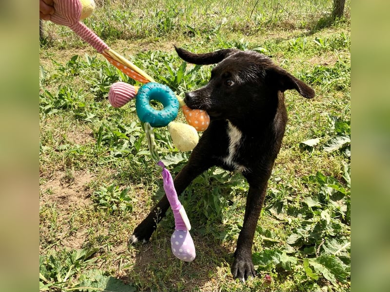 Unsere Traumhündin Dèzi sucht dich!