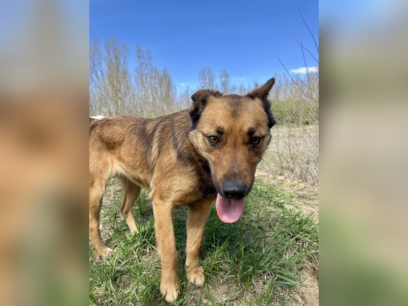 Wunderbare Lola, 3 Jahre alt, ca. 41 cm groß, sucht dich!