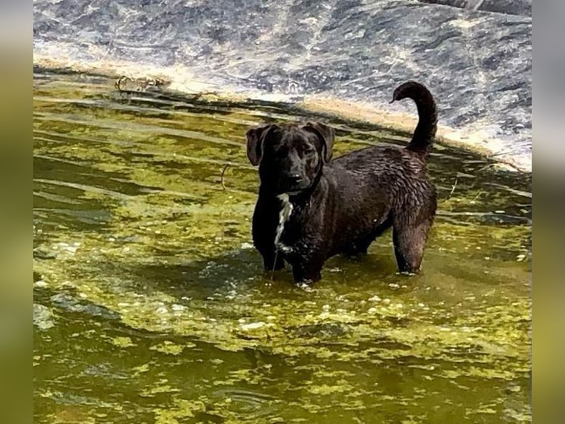 Unsere Traumhündin Dèzi sucht dich!