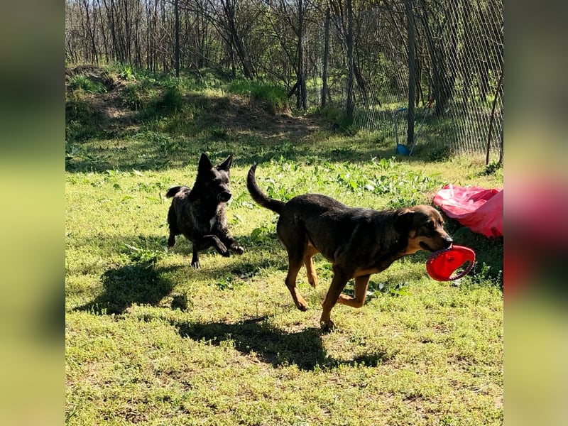 Unsere Herzensdame sucht!
