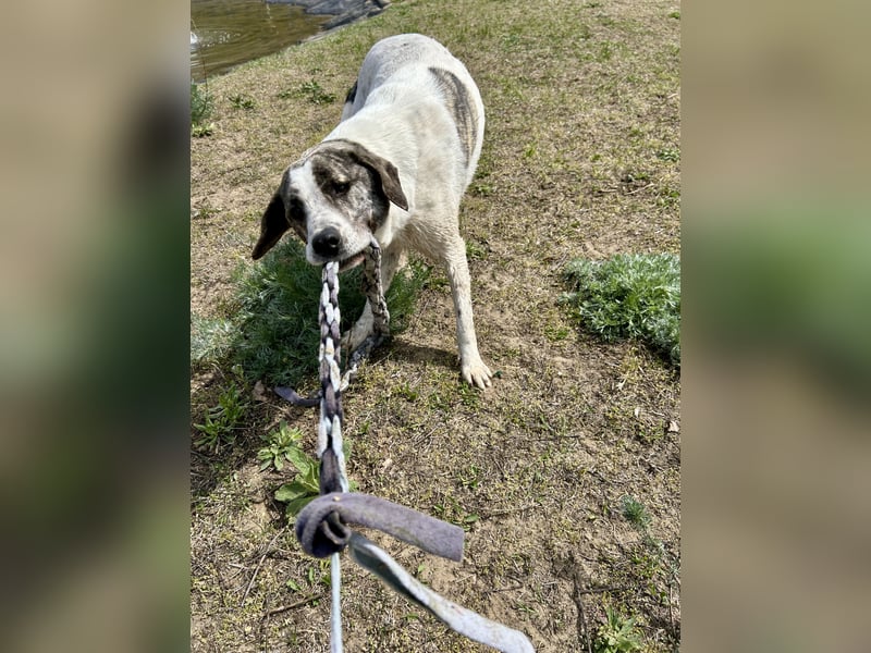 Zeusz, ein toller Hundemann sucht ein Zuhause