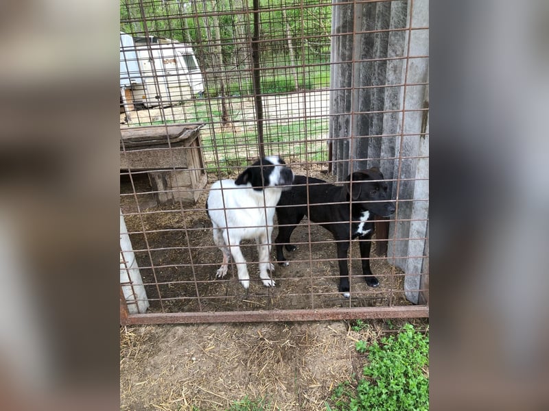 Unsere Traumhündin Dèzi sucht dich!