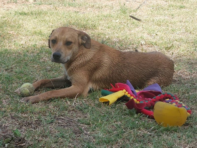Fredi, Rüde, 3 Jahre ist ein toller Familienhund