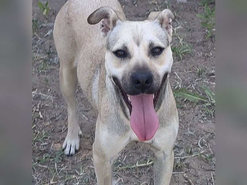 Traumhafte Hündin sucht ein Zuhause