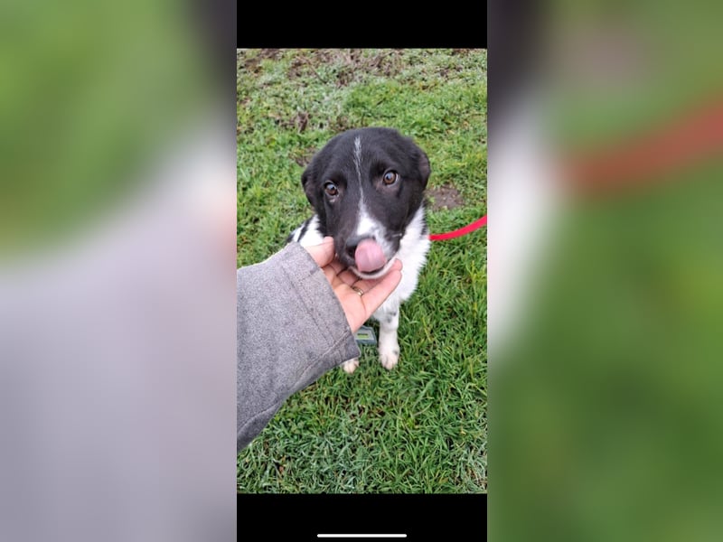 Superfreundlicher Aldo