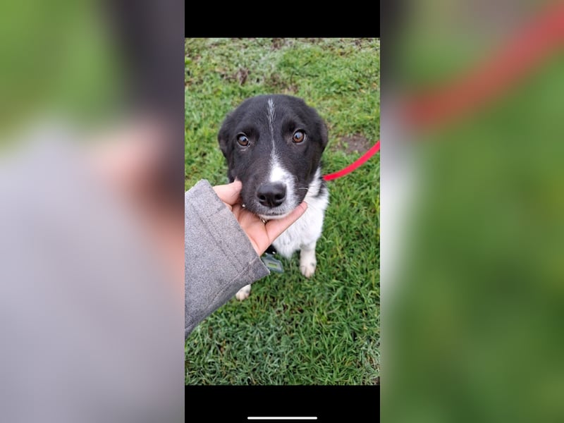 Superfreundlicher Aldo