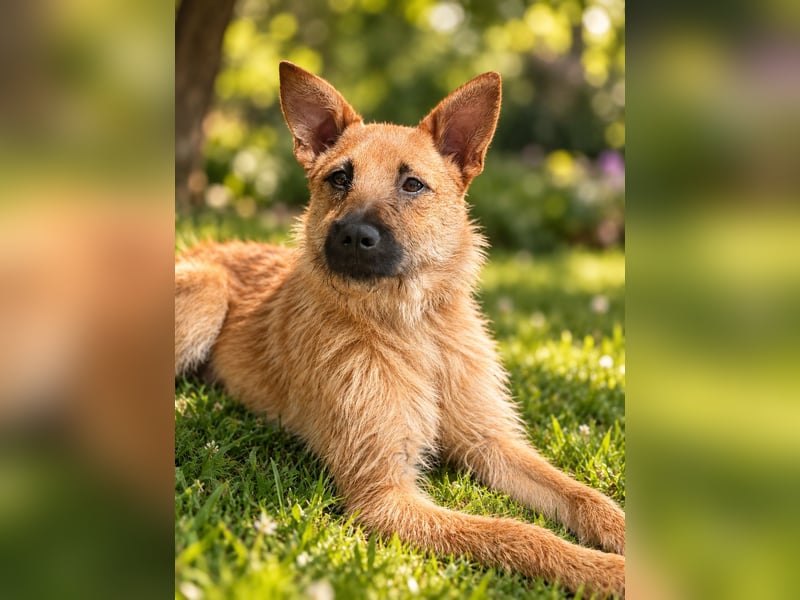 Lusy - sensible Wasserratte mit großem Herz sucht Zuhause mit Hundegesellschaft