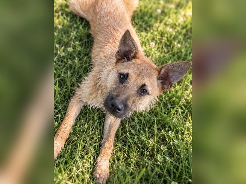 Lusy - sensible Wasserratte mit großem Herz sucht Zuhause mit Hundegesellschaft