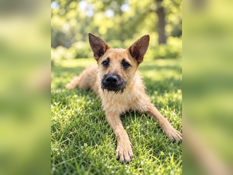 Lusy - sensible Wasserratte mit großem Herz sucht Zuhause mit Hundegesellschaft