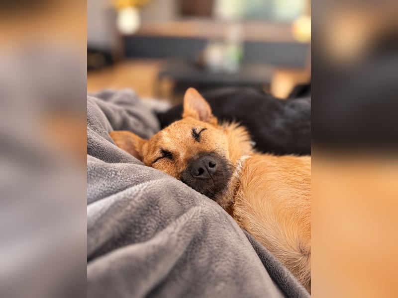 Lusy - sensible Wasserratte mit großem Herz sucht Zuhause mit Hundegesellschaft