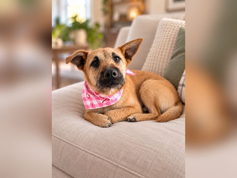 Lusy - sensible Wasserratte mit großem Herz sucht Zuhause mit Hundegesellschaft