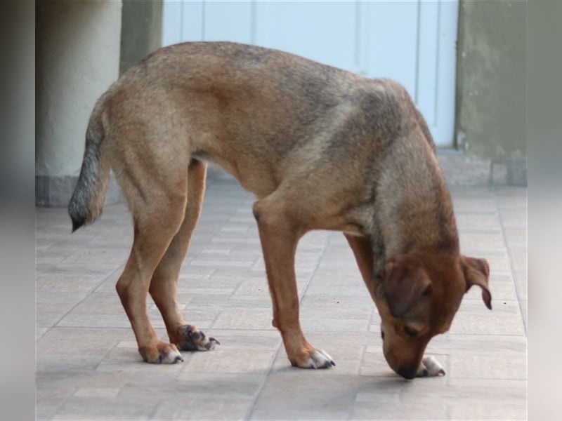 Anna, geb. ca. 03/2021, lebt in GRIECHENLAND, bei Kassiani in Serres