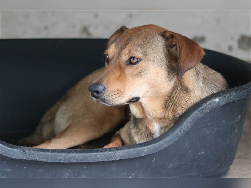 Anna, geb. ca. 03/2021, lebt in GRIECHENLAND, bei Kassiani in Serres