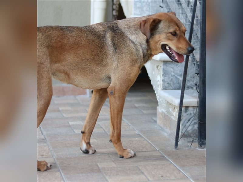 Anna, geb. ca. 03/2021, lebt in GRIECHENLAND, bei Kassiani in Serres