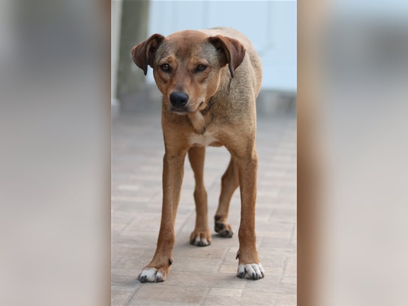 Anna, geb. ca. 03/2021, lebt in GRIECHENLAND, bei Kassiani in Serres