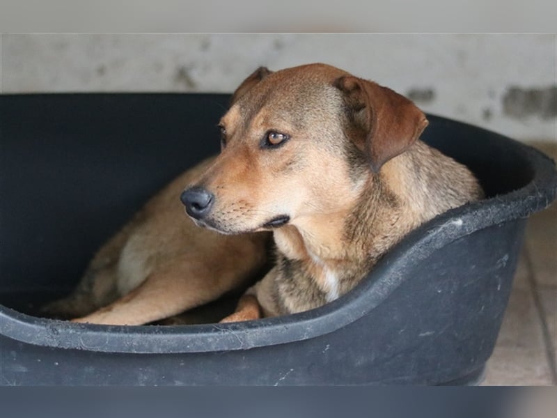 Anna, geb. ca. 03/2021, lebt in GRIECHENLAND, bei Kassiani in Serres