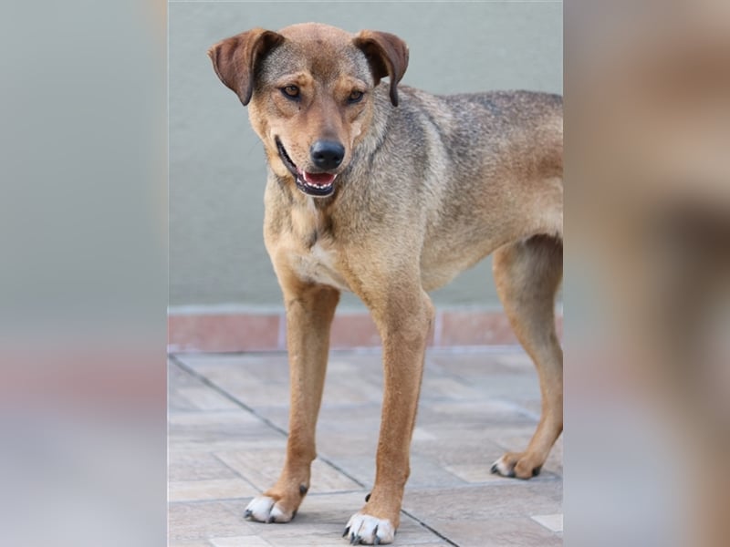 Anna, geb. ca. 03/2021, lebt in GRIECHENLAND, bei Kassiani in Serres