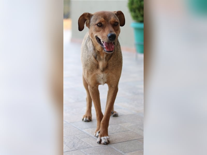 Anna, geb. ca. 03/2021, lebt in GRIECHENLAND, bei Kassiani in Serres