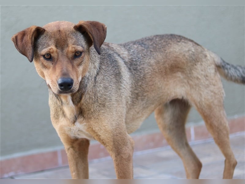 Anna, geb. ca. 03/2021, lebt in GRIECHENLAND, bei Kassiani in Serres