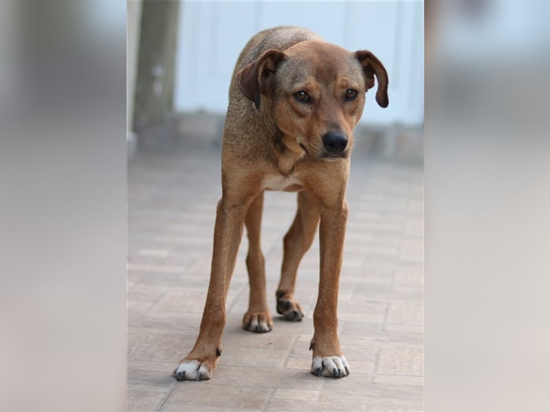 Anna, geb. ca. 03/2021, lebt in GRIECHENLAND, bei Kassiani in Serres