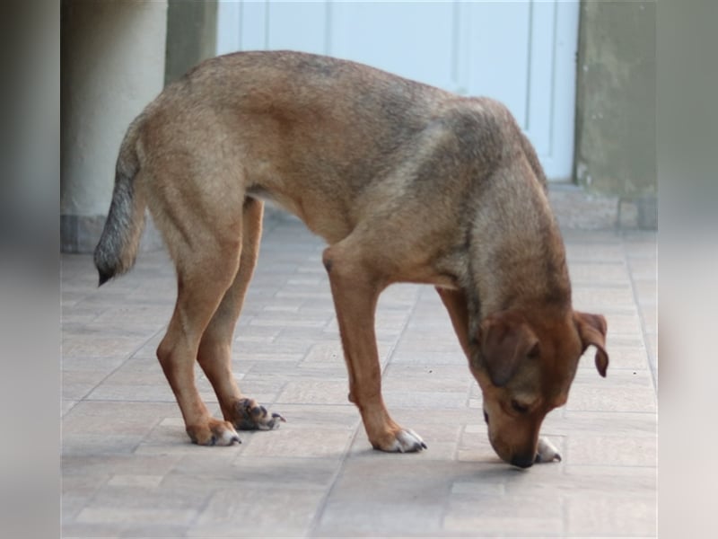 Anna, geb. ca. 03/2021, lebt in GRIECHENLAND, bei Kassiani in Serres