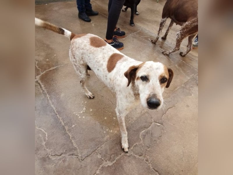 Nette CHICKI sucht Zuhause!