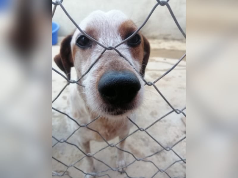 Nette CHICKI sucht Zuhause!