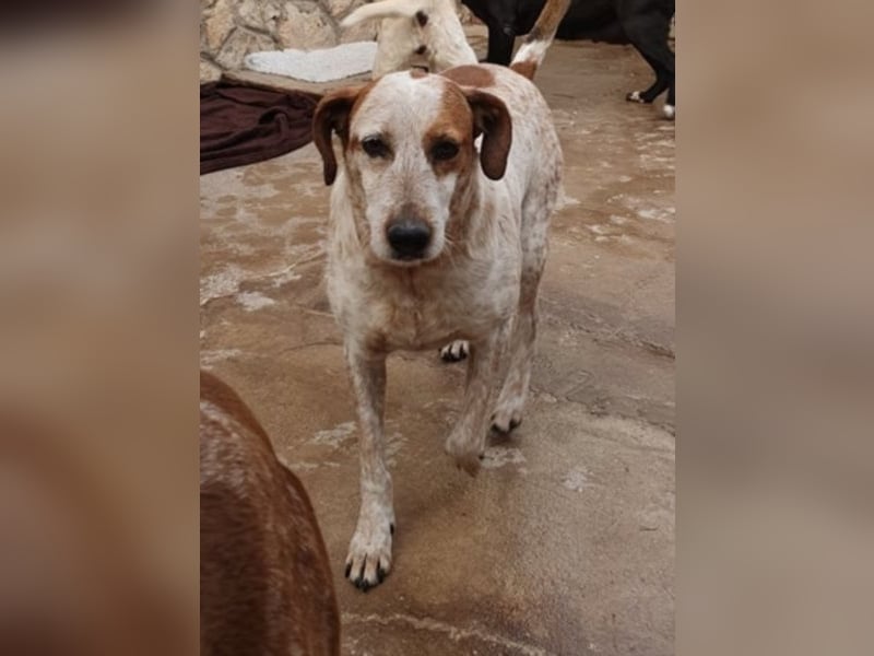 Nette CHICKI sucht Zuhause!