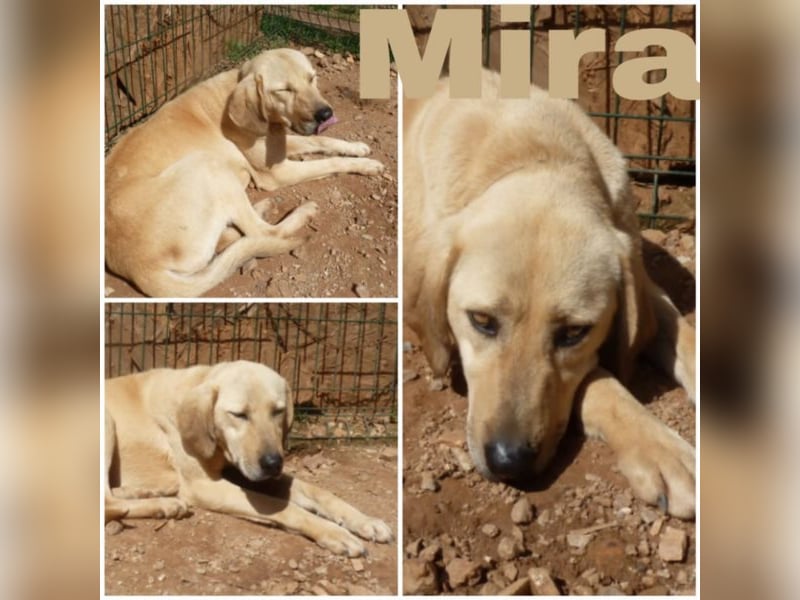 Mira sucht ihr Für-Immer-Zuhause