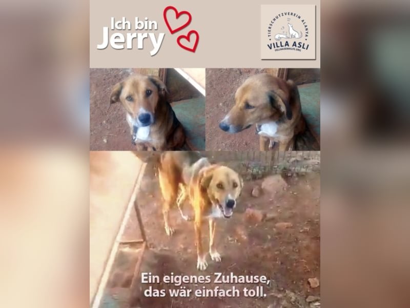 Jerry sucht seine Familie