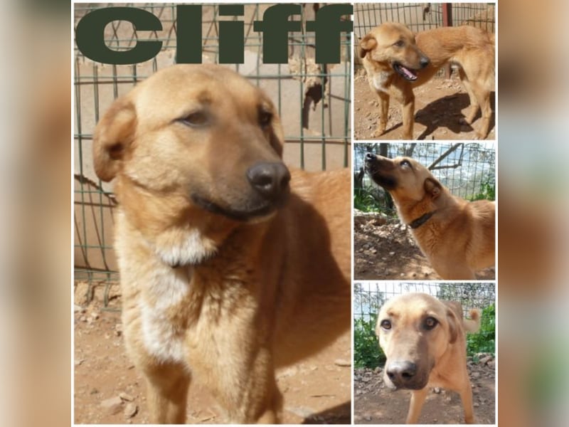 Cliff sucht sein Für-Immer-Zuhause
