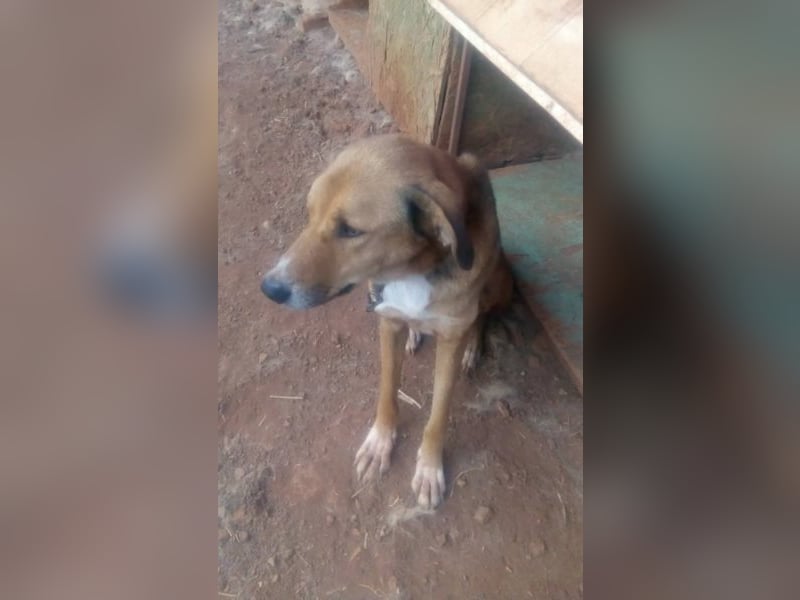 Jerry sucht seine Familie