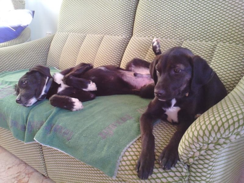 Kira sucht ihr Für-Immer-Zuhause