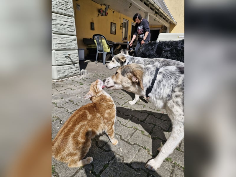 Verschmuste Schönheit (7 Monate) sucht Zuhause