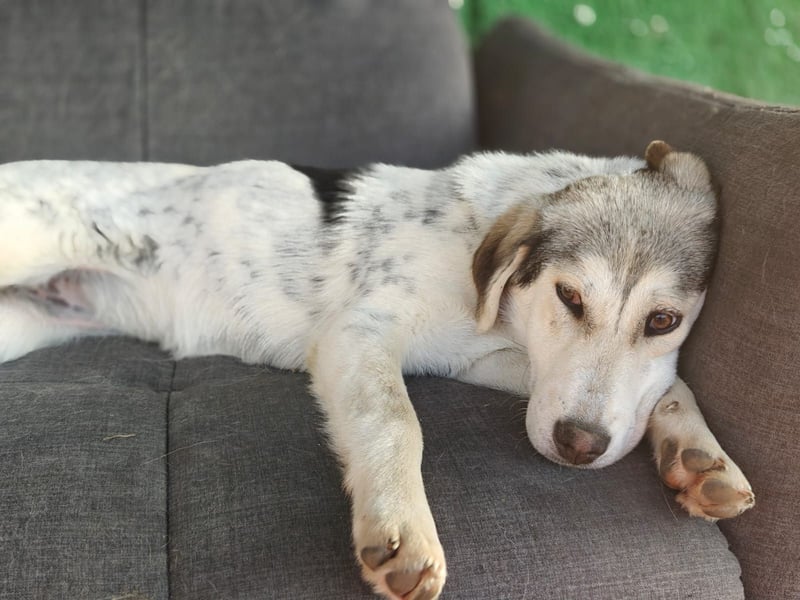 Unkomplizierte Schmuserin (7 Monate) sucht Zuhause