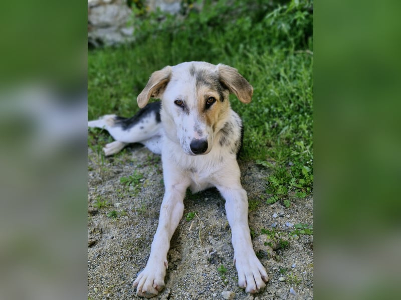 Verschmuste Schönheit (7 Monate) sucht Zuhause