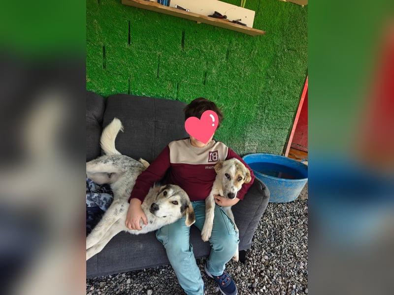 Verschmuste Schönheit (7 Monate) sucht Zuhause