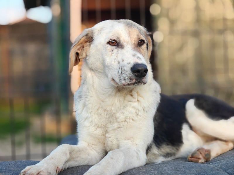 Verschmuste Schönheit (7 Monate) sucht Zuhause