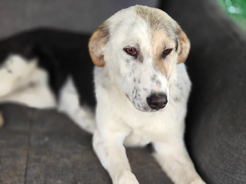 Verschmuste Schönheit (7 Monate) sucht Zuhause