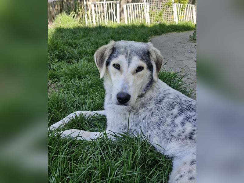 Unkomplizierte Schmuserin (7 Monate) sucht Zuhause