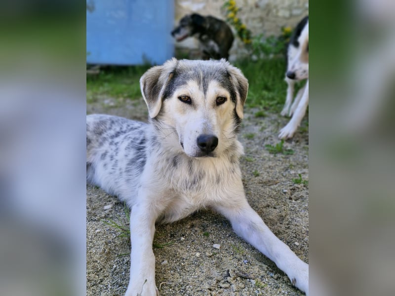 Unkomplizierte Schmuserin (7 Monate) sucht Zuhause