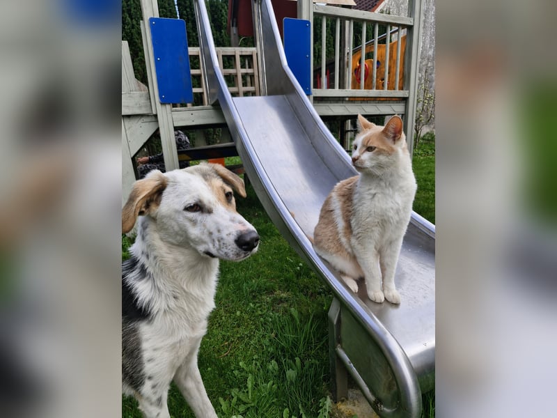 Verschmuste Schönheit (7 Monate) sucht Zuhause