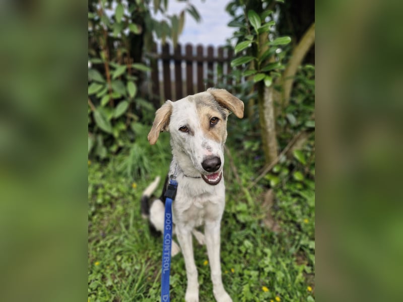 Verschmuste Schönheit (7 Monate) sucht Zuhause