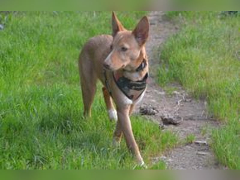 Nubi, eine sanfte kleine Entdeckerin mit vorsichtiger Neugier