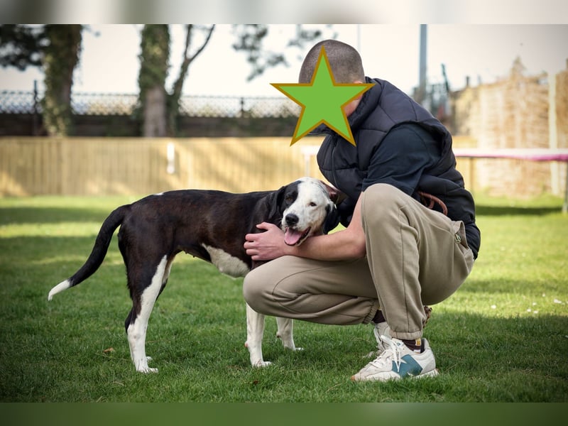 FELI– liebenswerte Begleiterin mit großem Herz sucht Sicherheit