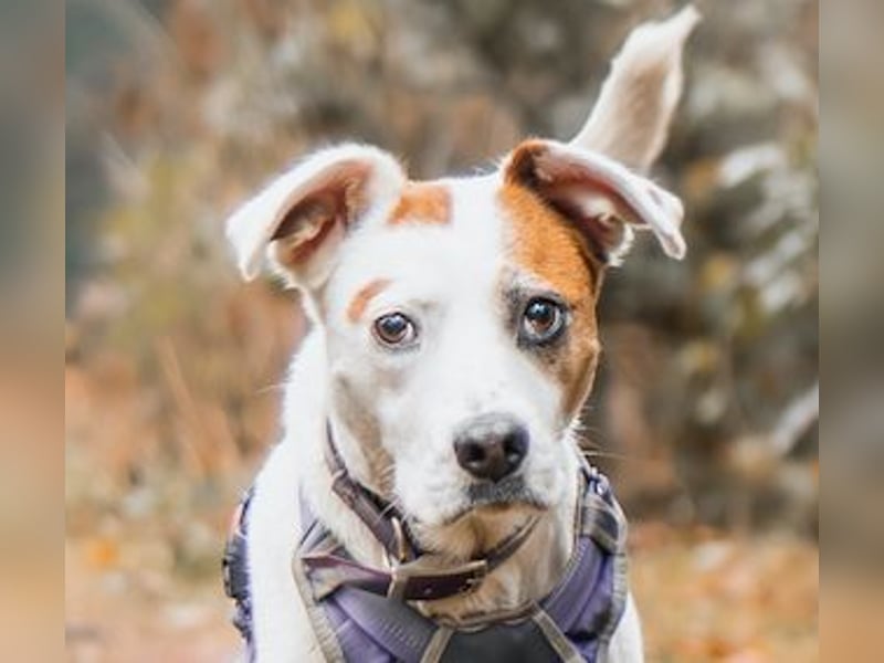 LUCERA – lebensfrohe Hündin sucht ihren Menschen