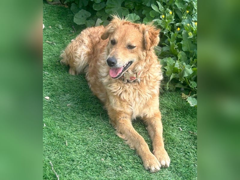 RAYITO - ein treuer Blick, der alles sagt