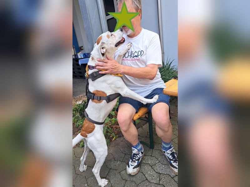 LUCERA – lebensfrohe Hündin sucht ihren Menschen